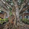 Отель Montpelier Plantation & Beach Отель Montpelier Plantation & Beach в Чарльзтауне