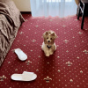 https://cdn.ostrovok.ru/t/100x100/hotel_review/00/a6/00a69bb3acce86e9e992c6f08d1b80845ec879f1.jpeg