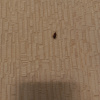https://cdn.ostrovok.ru/t/100x100/hotel_review/2b/be/2bbec01b0edf04e4e55c720eeced38933422b8fe.jpeg