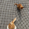 https://cdn.ostrovok.ru/t/100x100/hotel_review/8d/0c/8d0c253cb6a9b5d6a3f9eeb2cb421a31c5d7a2e1.JPEG