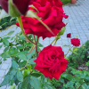https://cdn.ostrovok.ru/t/100x100/hotel_review/8d/c8/8dc86395b5ce9912e048fd89d33f89979cd54e13.JPEG