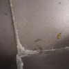 https://cdn.ostrovok.ru/t/100x100/hotel_review/8f/3e/8f3e4eb4e3dec79c8a886e39561bd89a2089a075.JPEG