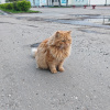 https://cdn.ostrovok.ru/t/100x100/hotel_review/d1/ab/d1ab7fa92cd7cc87bb223e65ee2a271a5e5a23fc.JPEG