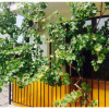 Гостиница Vesy Guest House Гостиница Vesy Guest House в Анапе