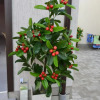 Гостиница Guest House Try Zvezdy Гостиница Guest House Try Zvezdy в Анапе