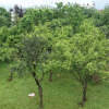 Отель Ingves House Отель Ingves House в Батуми