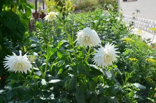 Green Dilijan B&B