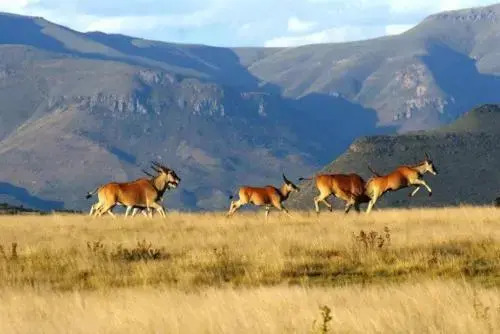 Samara Private Game Reserve