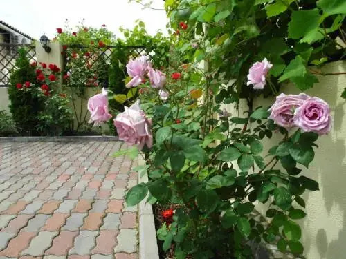 Guest House Fenix