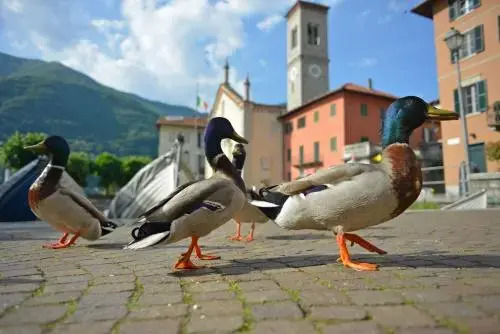 Italianway - Torno