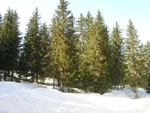 Les Hivernelles