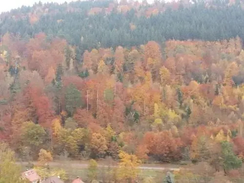 TraumAuszeit "Waldblick"