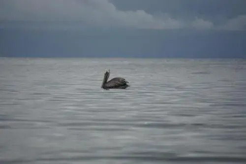 Pacific Sailfish Ecolodge