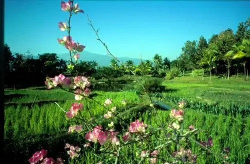 Lana Thai Villa