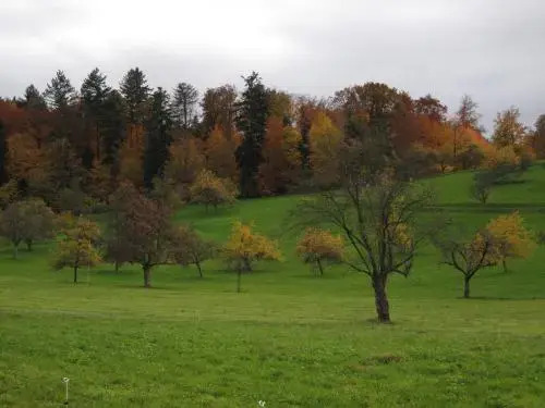 Schwarzwalddomizil am Glottertal