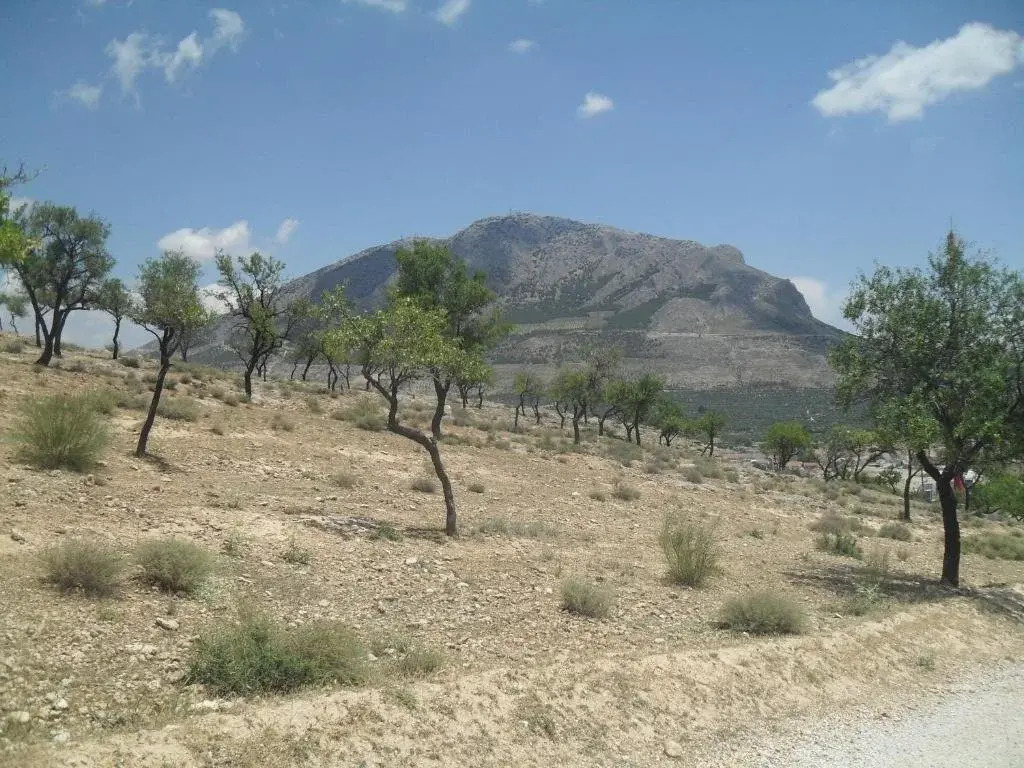The Almond Grove