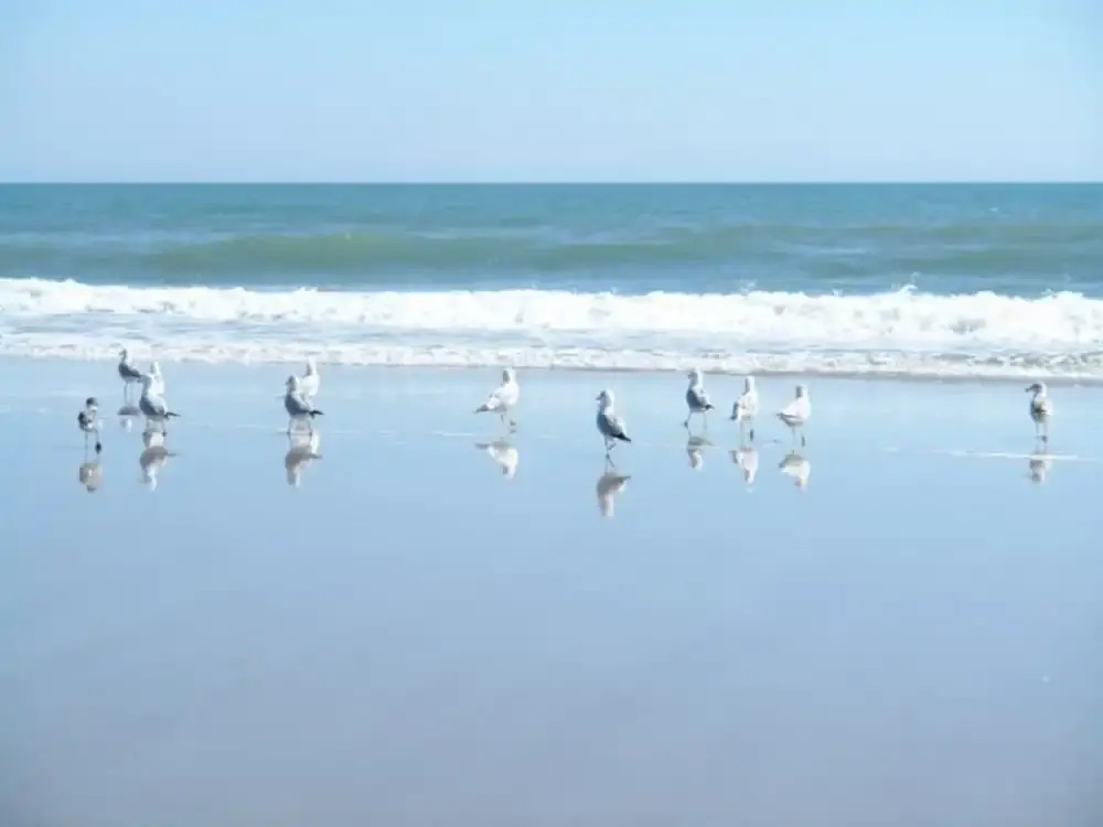 Seaside Retreat - 201 - 2 Br Condo
