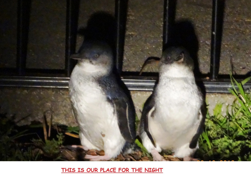 Diamond Island Resort, Restaurant & Bar and Penguin Show