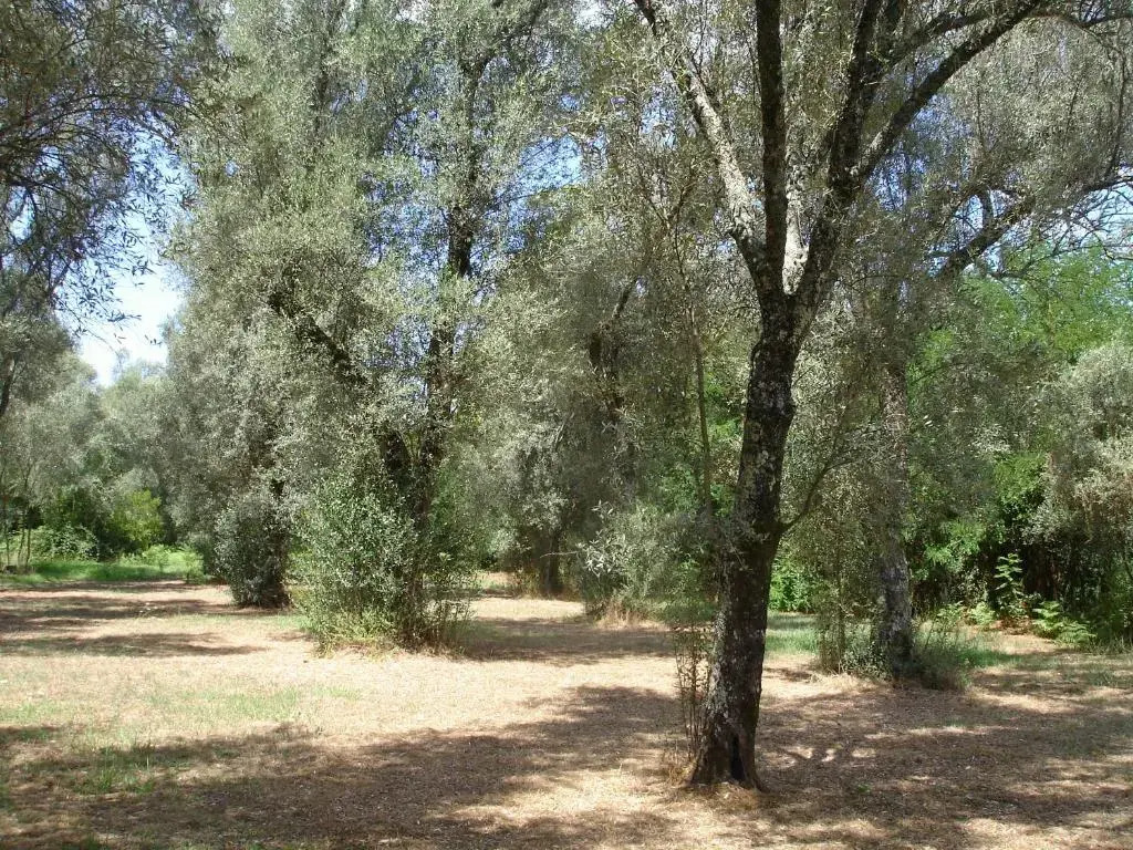 A zerbi