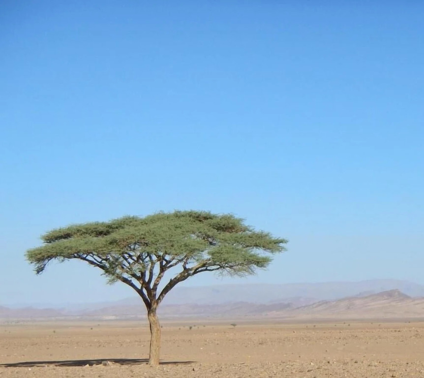 Paradis Touareg