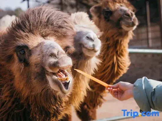 Nanshe · Qiyanshan Homestay (Badaling Great Wall Branch, Beijing)