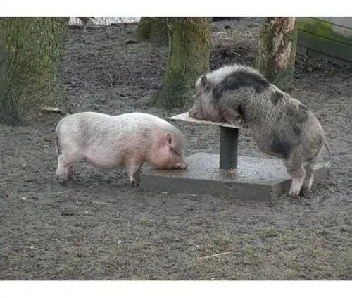 Naturistenpark Flevo-Natuur