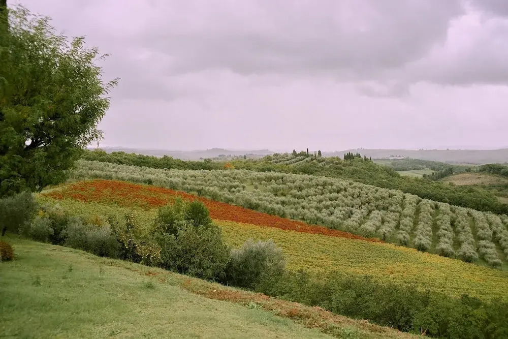 Bibbiano - Il Fico