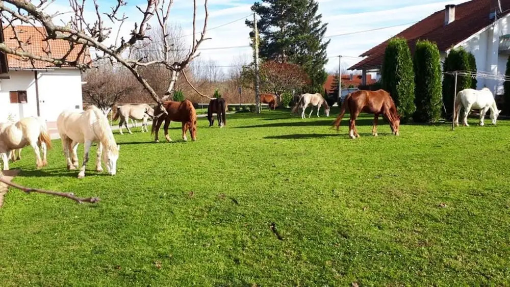 Ranch Terra