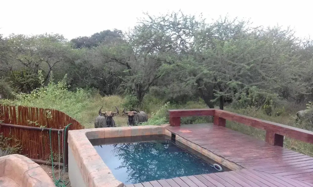 Marloth Kruger Whispering Ants