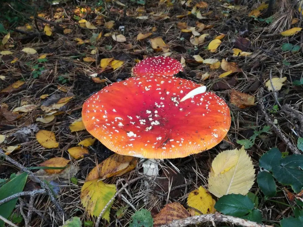 FeWo in Köpenick