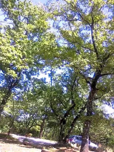 La Cheneraie