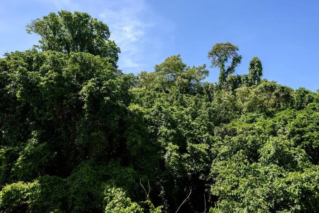 Sossego em Copacabana - Vista arborizada - BR1009 Z4