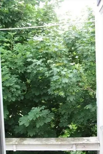 Very Charming Garden View 4 Sleeps in the Heart Saint Germain