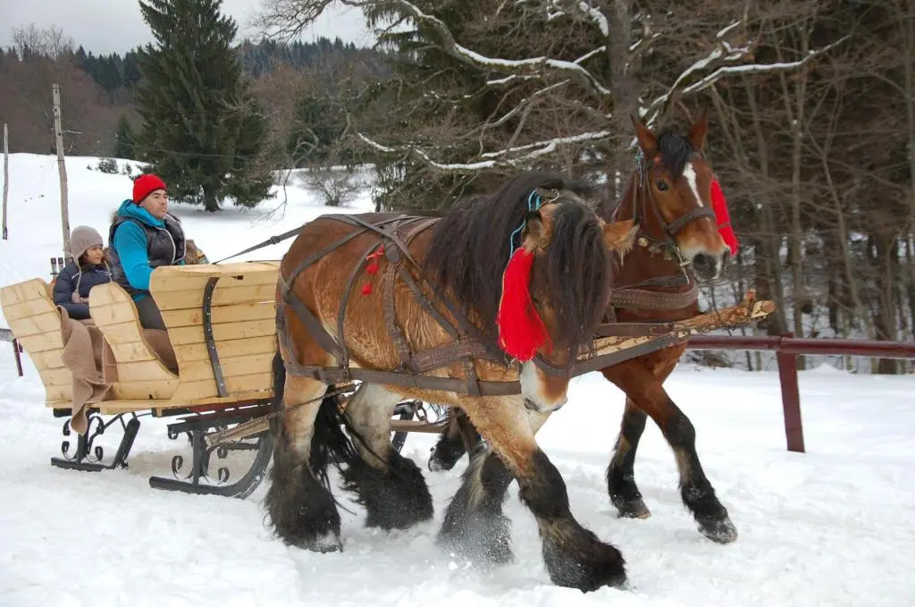 Centrul de Echitatie Poiana Brasov