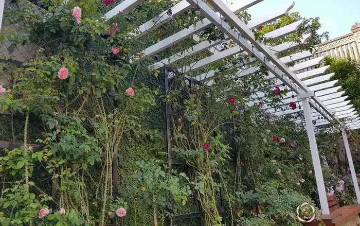 Six Six Garden - Rose Koi Homestay Dalat