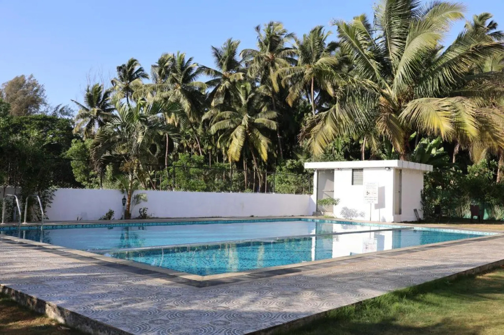 The Bliss Palm