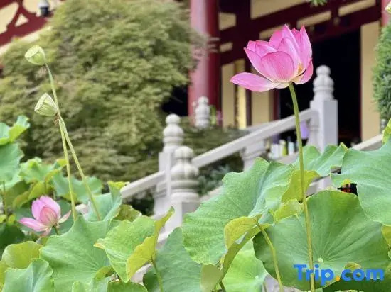 Jiujiang LushanScenic picturesque No. 1 Garden Meisu (Donglin Giant Buddha Store)
