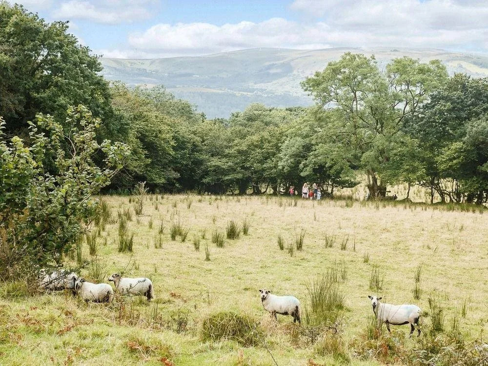 The Black Mountain Company