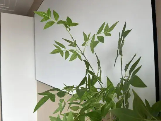 Picasso Apartment (Tianjin Nankai University)