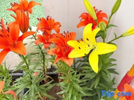 Beijing Qingxinyaju Homestay