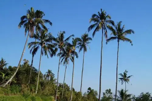 Lafyu Bali