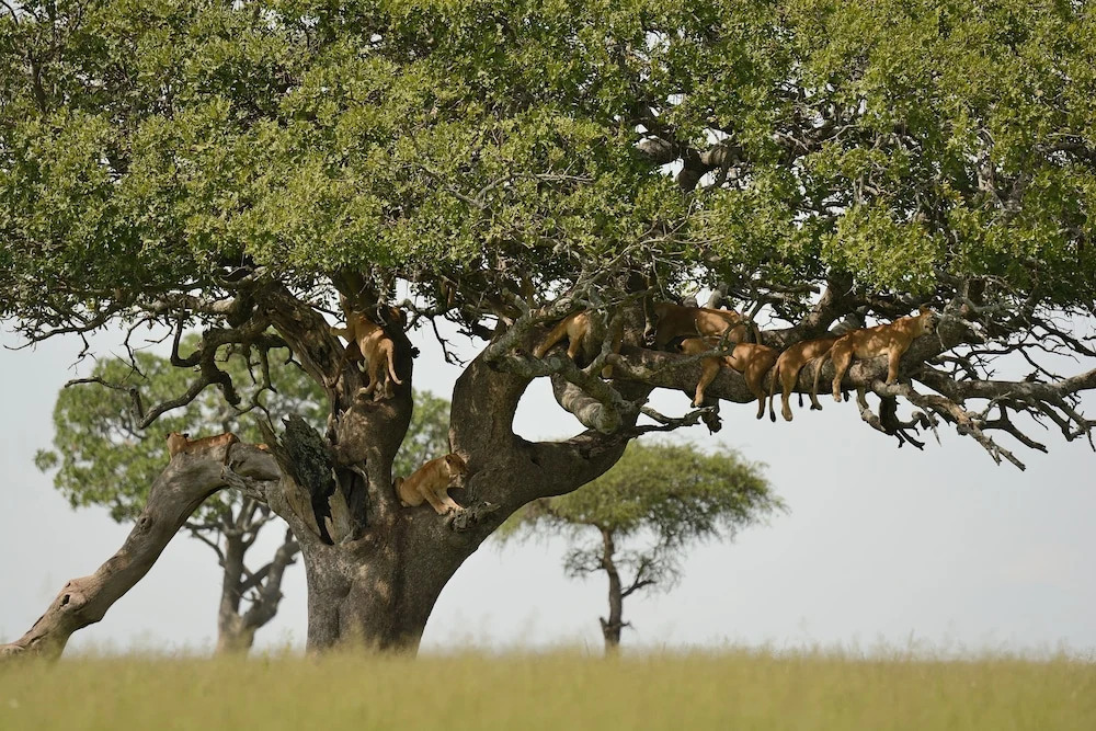 Ikoma Bush Camp
