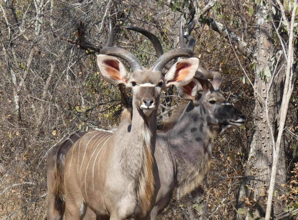 Weltevrede Lodge - Self Catering Houses
