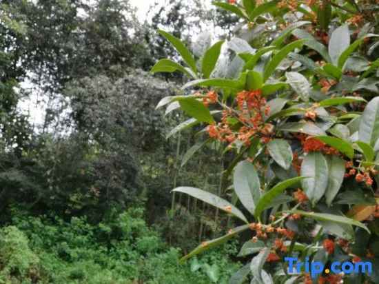 Wuyishan Six Shang · Waterfront Mountains and Beautiful Stays