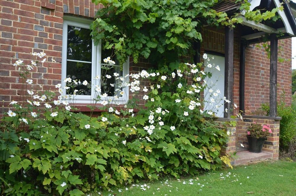Rosemead Cottage