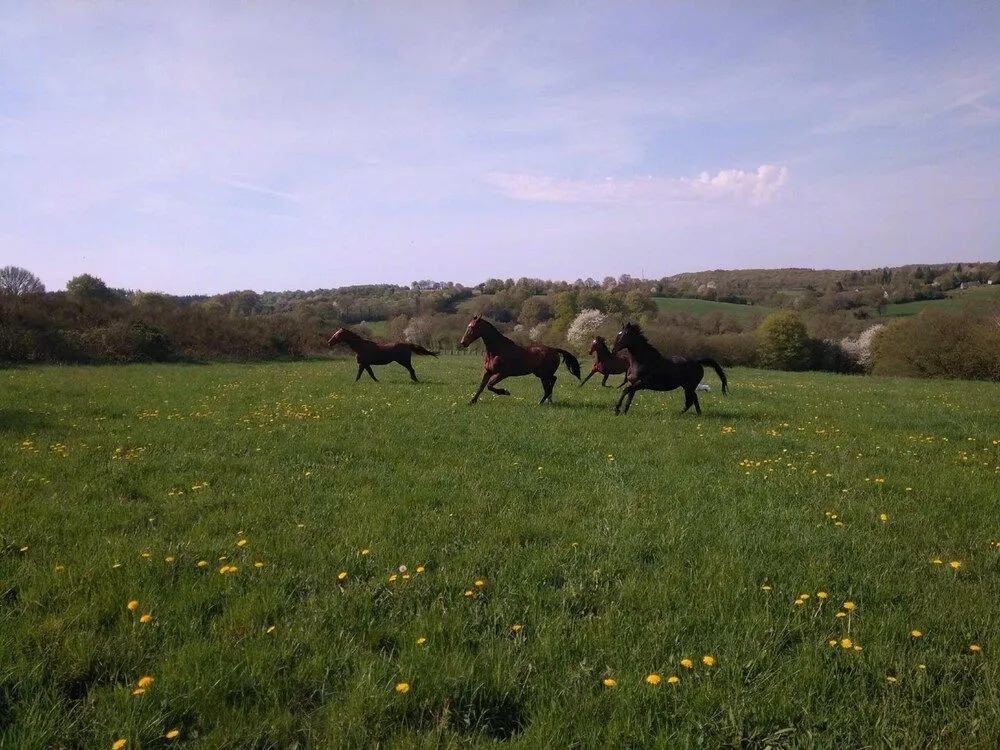Haras De La Croix D'argent