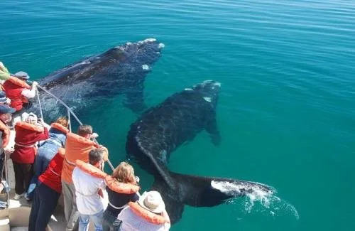 Bahia Delfines