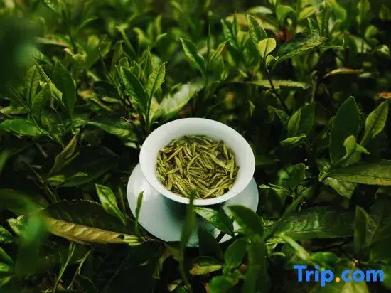 Wangwuyuan · Liusu Xiaozhu · Huangling Designer Homestay