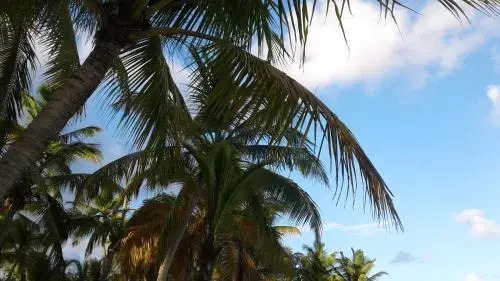 La Plantation Resort Golf  Spa
