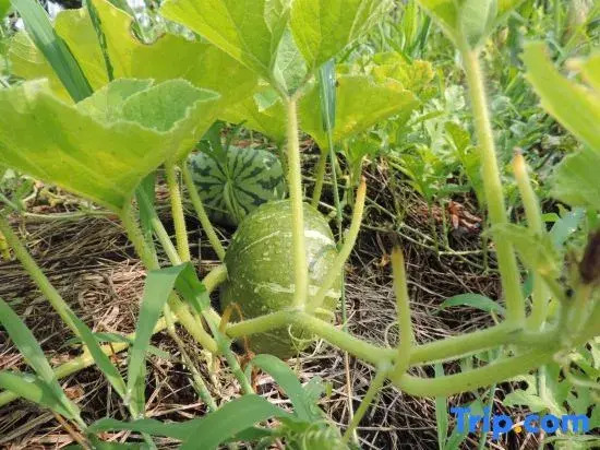 Kumamoto Farm Stay - Vacation STAY 12032v